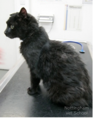 A 12-year-old neutered male mixed-breed cat presents with weight loss, polyphagia, polydipsia, polyuria, and unkempt haircoat. The cat is thin and has tachycardia.

Which one of the following tests is most likely to confirm the presumptive diagnosis?


