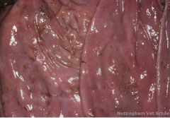 A group of calves have profuse watery diarrhea, anorexia, weight loss, weakness, and a rough coat. Fecal exam is negative and bloodwork reveals a hypoproteinemia.

Necropsy of one of the calves shows petechia, edema, and small umbilicated nodules in the