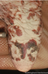 A farmer presents some of his cows that have horseshoe-shaped scabs on the teats. He also has some itchy purplish-red nodules on his hand.

Which one of the following choices is the most likely diagnosis?

A - Contagious Ecthyma
B - Papillar stomatit
