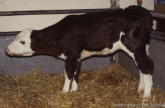 On a farm visit, a calf is noted to have its head lowered and extended forward.

Which one of the following conditions is suggested by this appearance? 

A - Otitis media/interna
B - Polioencephalomalacia
C - Pneumonia
D - Cryptosporidiosis
E - Te