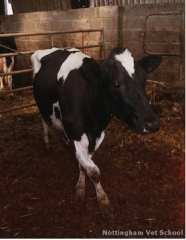 A Holstein cow presents with acute onset of right thoracic limb lameness. When she stands, the right limb is crossed over her left.

Which one of the following choices is the most likely diagnosis?


A - Fractured P3
B - Humeroscapular luxation
C -