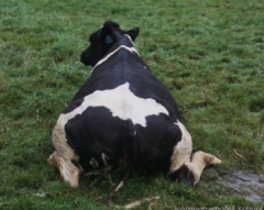 A Holstein that just gave birth has difficulty getting her feet underneath her and standing.

She was found with both pelvic limbs splayed out to the sides. Voluntary movement is present and flexor tone is normal.

Assuming that there are no pelvic fr