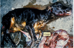 This calf was aborted at 7.5 months pregnancy in early fall. The dam was a primiparous beef animal housed on pasture in Northern California. 

Necropsy revealed multiple petechial hemorrhages on the palate and scleral mucus membranes of the fetus, and m