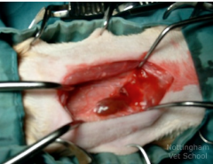 What are potential complications to surgical thyroidectomy in a hyperthyroid cat?

A - Laryngeal paralysis
B - May miss ectopic thyroid tissue
C - Horner's syndrome
D - All of these
E - Hypocalcemia