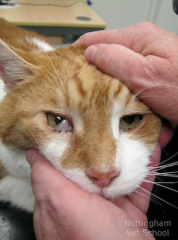 A fourteen-year-old cat presents with a protruded nictitating membrane and miotic pupil on the right. There is an absent right palpebral reflex and a right head tilt. The physical, ophthalmologic, and neurological exams are normal. 

here is the lesion?