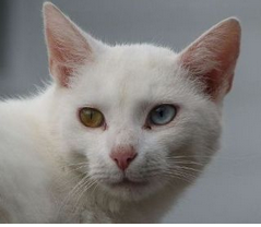 A 3 year old male cat is positive for feline leukemia virus (FeLV) by both ELISA and IFA tests. 

A complete blood count (CBC) shows 
PCV=19%.................[N=24-45%] with polychromasia, reticulocytosis, anisocytosis
WBC=3,600...............[N=3800-