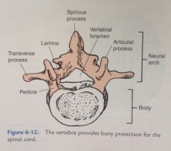 -Spinous process


-Vertebral foramen


-Articular process


-Pedicle


-Transverse process


-Lamina


-Body of vertebrae


-Neural arch


 