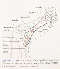 1. Musculocutaneous nerve


2. Axillary nerve


3. Radial nerve


4. Median nerve


5. Ulnar nerve


 