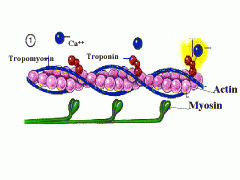 know that it is a COIL, it's coiled around actin and is "nailed" in place with troponin. 

when muscle is not contracting, tropomyosin BLOCKS the myosin from crawling up the actin

only way to make it unblocked is for troponin to change their ...