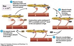 1. ATP binds to myosin "head" -> myosin releases actin
2. ATP -> ADP + Phosphate Group -> "cocks" myosin protein to HIGH energy conformation (state)
3. Phosphate released from myosin, releases energy from cocked position and causes myosin protei...