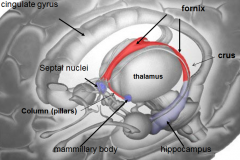 b/l fiber track
takes short term memory from hippocampus
and puts it in mammillary body (long term memory)