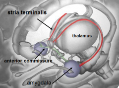 brings info from amygdala (emotion) to 
septal area
hypothalamus