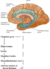 cingulate gyrus (big thing)
hippocampus
fornix
mamillary bodies
mammillothalmic tract
anterior nucleus of dorsal thalamus