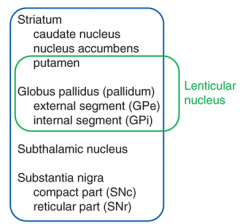 striatum
globus pallidus (pallidum)
subthalamic nucleus
substantia nigra