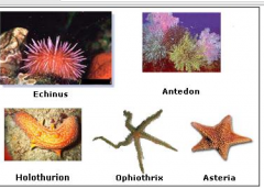 overview of classes of echinodermata