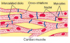 - Cylindrical, branching, elongated nuclei.
- intercalated discs
- Conducting tissue, incl. SA node, AV node, AV bundle (Bundle of His), parking fibers