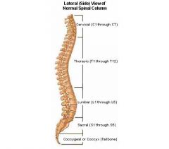 Cervical Spine - 7 vertebrae
 
Thoracic Spine - 12 vertebrae
 
Lumbar Spine - 5 vertebrae
 
Sacrum - 5 fused bones
 
Coccyx - 3-5 fused bones