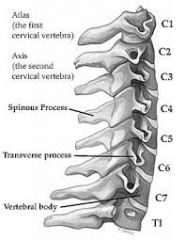 Upper cervical spine: occiput, atlas (C1), axis (C2)
 
Lower cervical spine: C3-T1