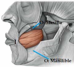 *Adducts cheeks for sucking/blowing


Origin: mandible and maxilla 
Insertion: orbicularis oris