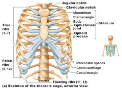 12 pair of ribs = 24 ribs in total
 
True ribs (1-7): attach directly to sternum
 
False ribs (8-10): attach indirectly to sternum by cartilage
 
Floating Ribs (11-12): no attachment to sternum
