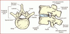 Spinous process: small & flat
Lamina
Transverse process
Pedicle
Body
Articular processes: superior & inferior facet
Vertebral foramen