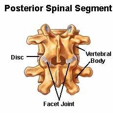 - the articulation between the superior & inferior articular processes
 
- forming synovial joints with thin articular capsules
 
- allow for gliding between vertebrae