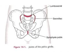 - 5 fused bones
 
- lumbosacral joint (L5 & S1): too much motion occurs here
 
- sacroiliac joint (ilium & sacrum)