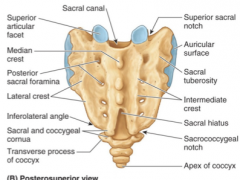 Ala (superior lateral)
Superior articulating facet: articulates with L5
Sacral hiatus: flat area
Inferolateral angle
Apex (inferior aspect)
Sacral sulcus (lateral)
Sacroiliac joint