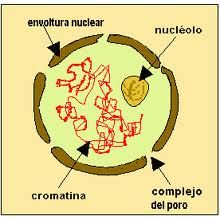 Cromatina