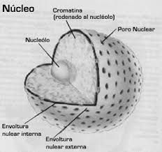Nucleolo