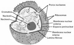 Membrana nuclear