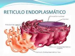 Reticulo endoplasmatico