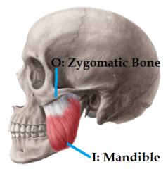 *Elevates and protracts mandible 


Origin: zygomatic bone 
Insertion: mandible bone (coranoid process)