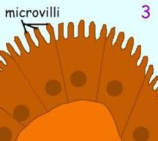 microvilli