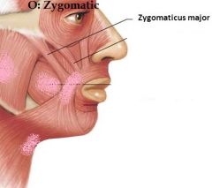 *Elevates corner of mouth, smile/laughing 


Origin: zygomatic bone 
Insertion: dermis of angle of mouth