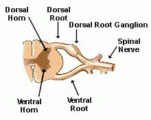 Pointed parts (Location-Posterior) 

**Look for Ganglion--always mean posterior side