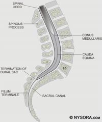 "Horse Tail" fibers that are tapering off Conus Medullaris