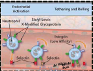 -Close association between endothelium and leukocytes 
 
-High affinity integrins on the leukocyte that allow them to adhere