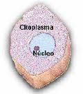 Citoplasma:
*Es un fluido altamente organizado y atestado de orgánulos que realizan las funciones de la célula.