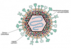 •viruses aren't alive→need host cell to replicate
