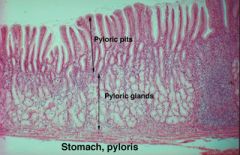 Stomach , Pylorus

Function: 
secretes protein