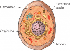 Membrana Exterior:
*Aísla selectivamente el contenido de la cella del ambiente externo.
*Regula el intercambio de sustancias entre el interior y el exterior celular.