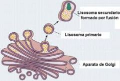 -Lisosomas