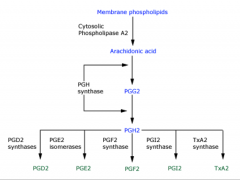 During platelet activation, platelet phospholipase A2 is stimulated, forming arachidonic acid from membrane phospholipids.
Arachidonic acid is metabolized to thromboxane A2 by cyclooxygenase-1 (COX-1).