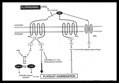 Clopidogrel and Ticlopidine are structurally related thienopyridine derivatives.
They act by inhibiting the ADP-dependent pathway of platelet activation.
