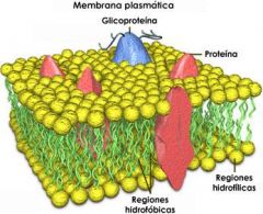 Membrana Plasmática:
*Barrera de la célula, transporta nutrientes y residuos, produce respiración y fotosíntesis.