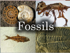 Ions and Isotopes: Fossils – created by the remains, footprints, or other traces of _________ that become buried in sand or sediment.