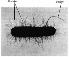 Fimbrias y Pili:
*Proporciona fijación a superficies, conjugación bacteriana.