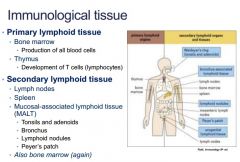 1': 
Bone marrow (all cells)
Thymus (T cells)
2':
Lymph nodes
Spleen
Mucosal associated lymphoid tissue
- Tonsils
- Adenoids
- Bronchus
- Lymphoid nodules
- Peyer's Patch