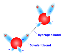 Molecules: Hydrogen bond – positive end of one polar molecule is [ATTRACTED] to the negative end of another.